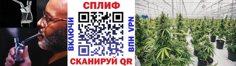 Каннабис конопля Лесной